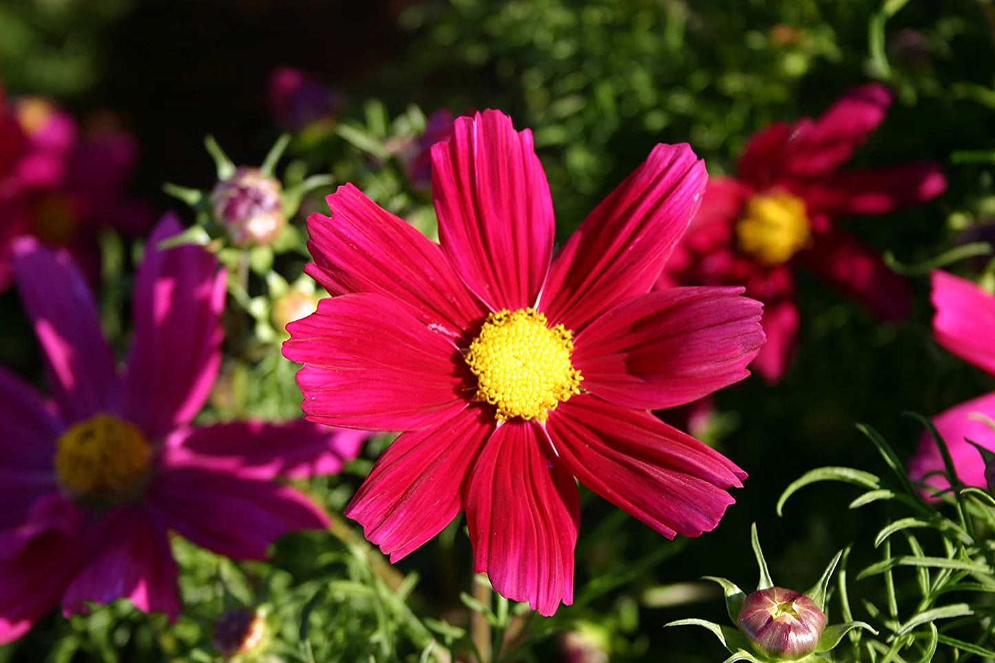 Cosmos Dwarf Red, 100 Flower Seeds Per Packet