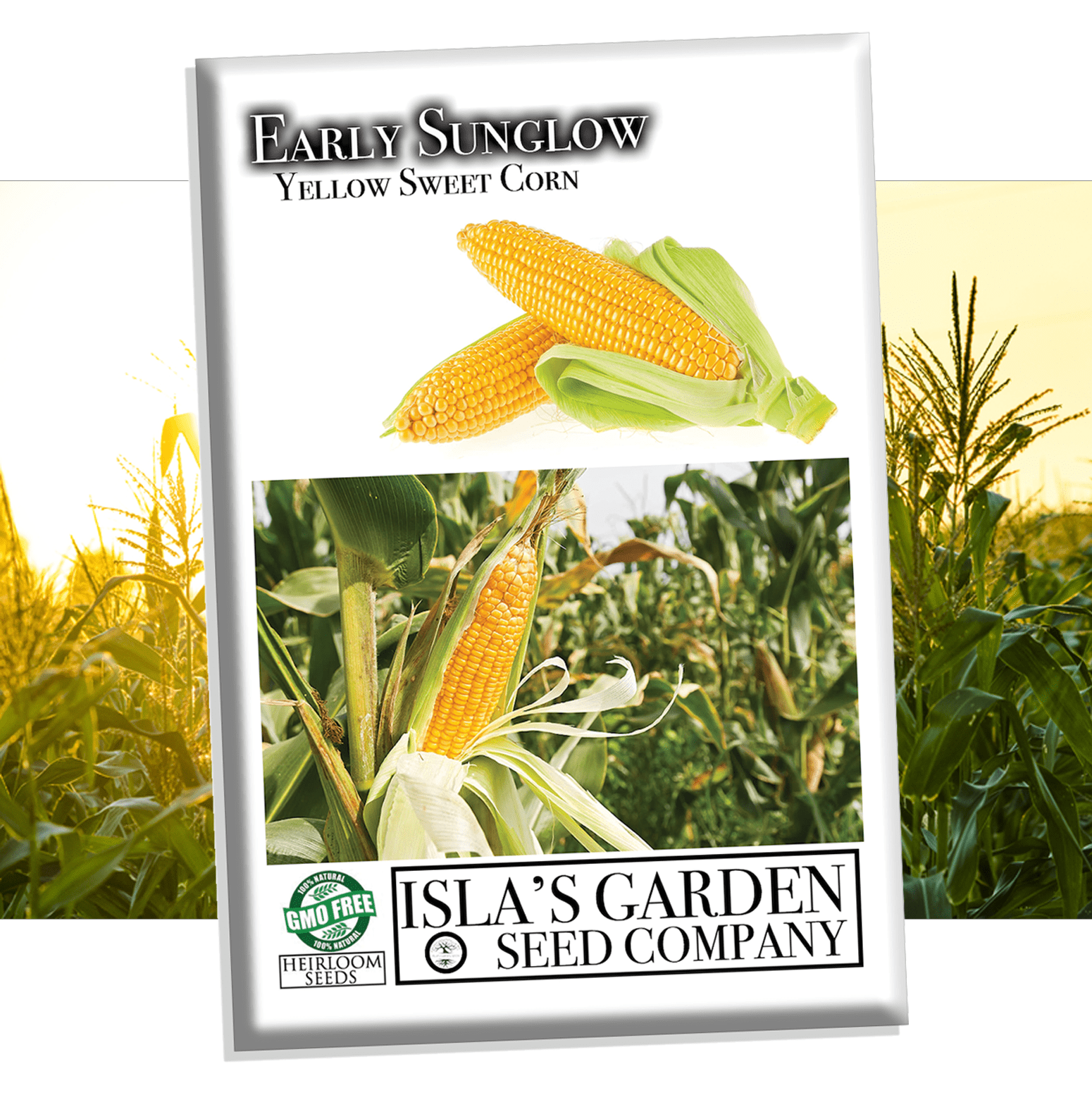 maize seeds for planting Early Sunglow Sweet Yellow Corn, 50+ Seeds Per Packet, Non GMO Seeds, Botanical Name: Zea mays