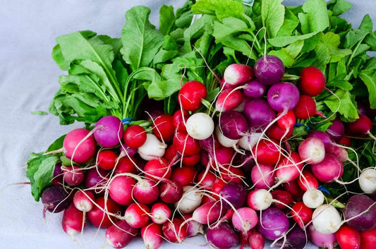 Easter Egg Blend Radish Seed, 250 Heirloom Seeds Per Packet, Non GMO Seeds