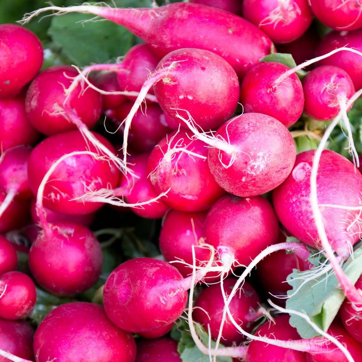 Pink Celebration Radish Seeds, 100 Heirloom Seeds Per Packet, Non GMO Seeds