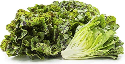Freckles Romaine Lettuce, 1000 Heirloom Seeds Per Packet, Non GMO Seeds