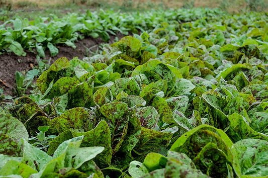 Freckles Romaine Lettuce, 1000 Heirloom Seeds Per Packet, Non GMO Seeds