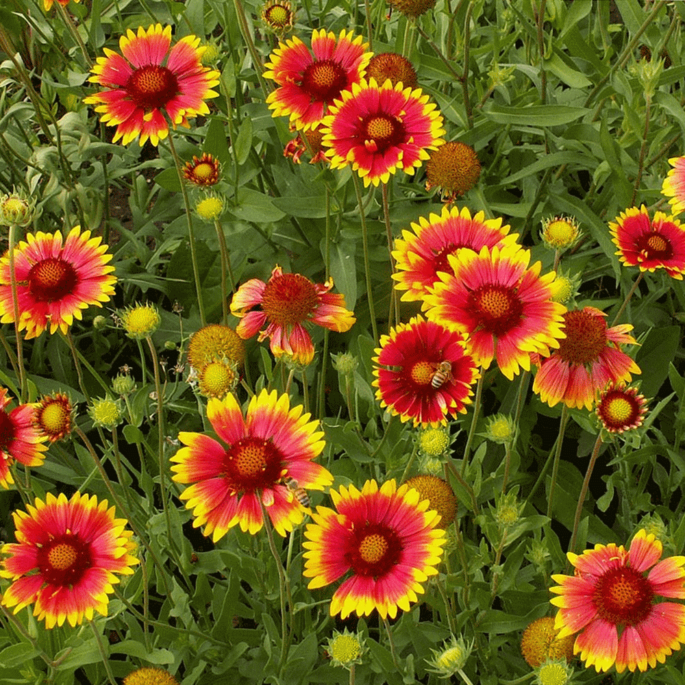 Blanketflower Indian Perennial, 500 Flower Seeds Per Packet