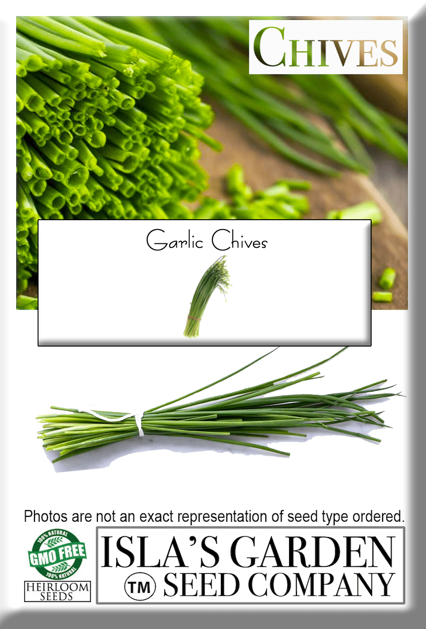 Garlic Chives Herb, 200 Heirloom Seeds Per Packet, Non GMO Seeds
