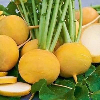 Golden Ball Turnip, 1000 Heirloom Seeds Per Packet, Non GMO Seeds