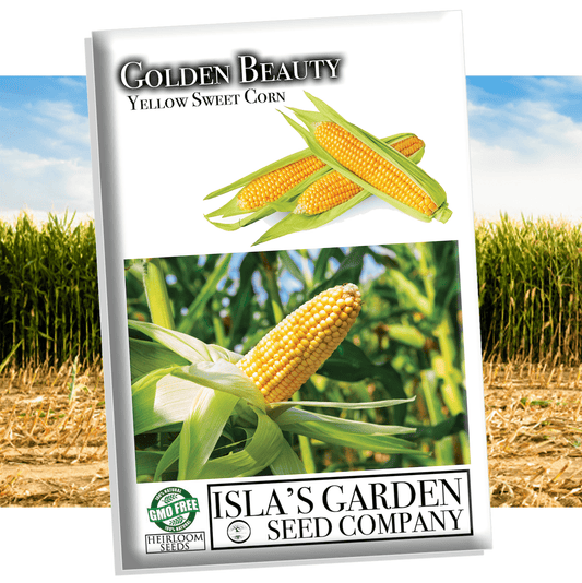 Golden Beauty Yellow Corn, 25+ Seeds Per Packet, Non GMO Seeds, Botanical Name: Zea mays