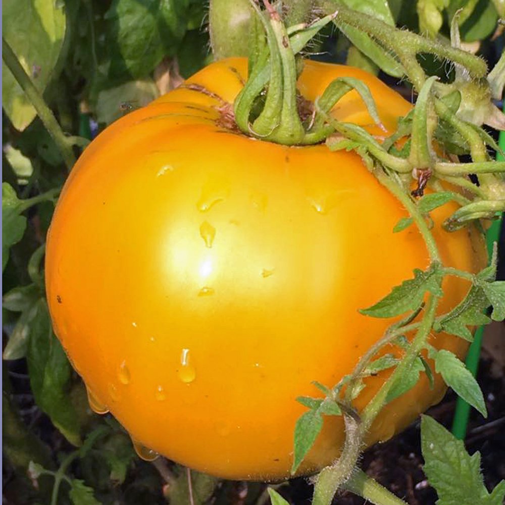 Golden Jubilee Heirloom Tomato, 100 Seeds Per Packet, Non GMO Seeds, Botanical Name: Solanum lycopersicum