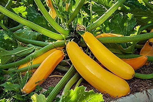 Golden Zucchini Seeds, 30 Heirloom Seeds Per Packet, Non GMO Seeds, Scientific Name: Cucurbita Pepo