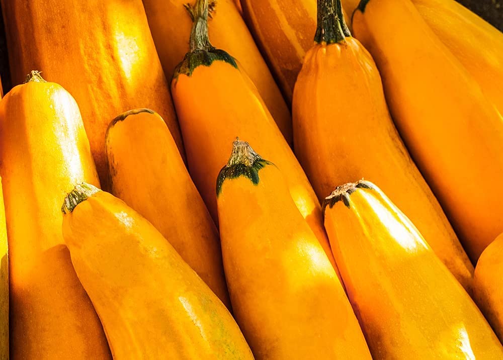 Golden Zucchini Seeds, 30 Heirloom Seeds Per Packet, Non GMO Seeds, Scientific Name: Cucurbita Pepo