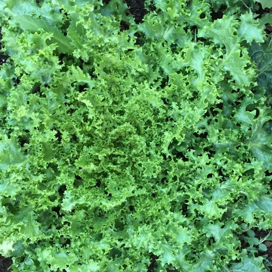 Green Curled Ruffec Endive Lettuce Seeds, 300 Heirloom Seeds Per Packet, Non GMO Seeds