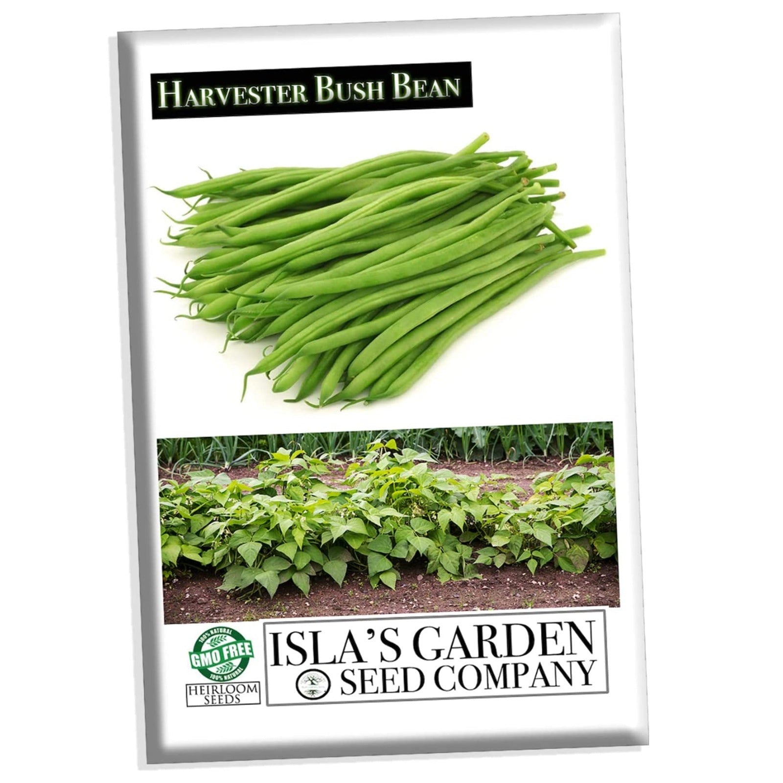 green bean seeds for planting Harvester Bush Bean Seeds, 50 Heirloom Seeds Per Packet, Non GMO Seeds, Botanical Name: Phaseolus vulgaris, Isla's Garden Seeds