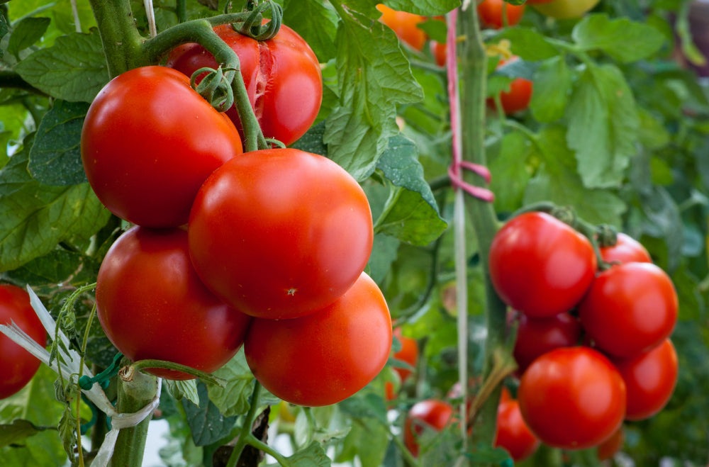 Homestead Heirloom Tomato Seeds, 250 Seeds Per Packet, Non GMO Seeds