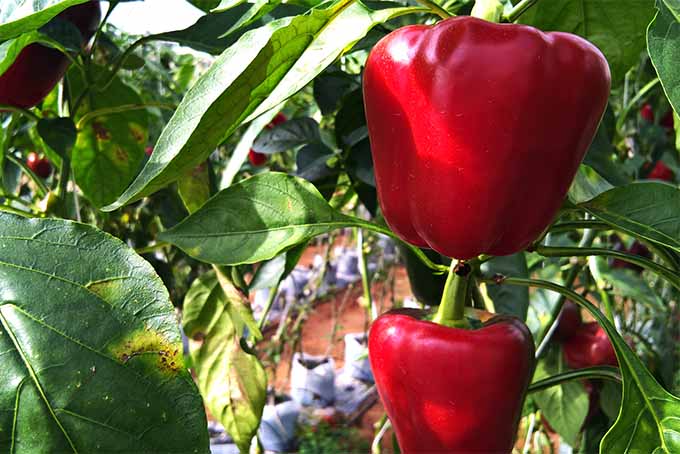 Big Red Bell Peppers, 50 Heirloom Seeds Per Packet, Non GMO Seeds