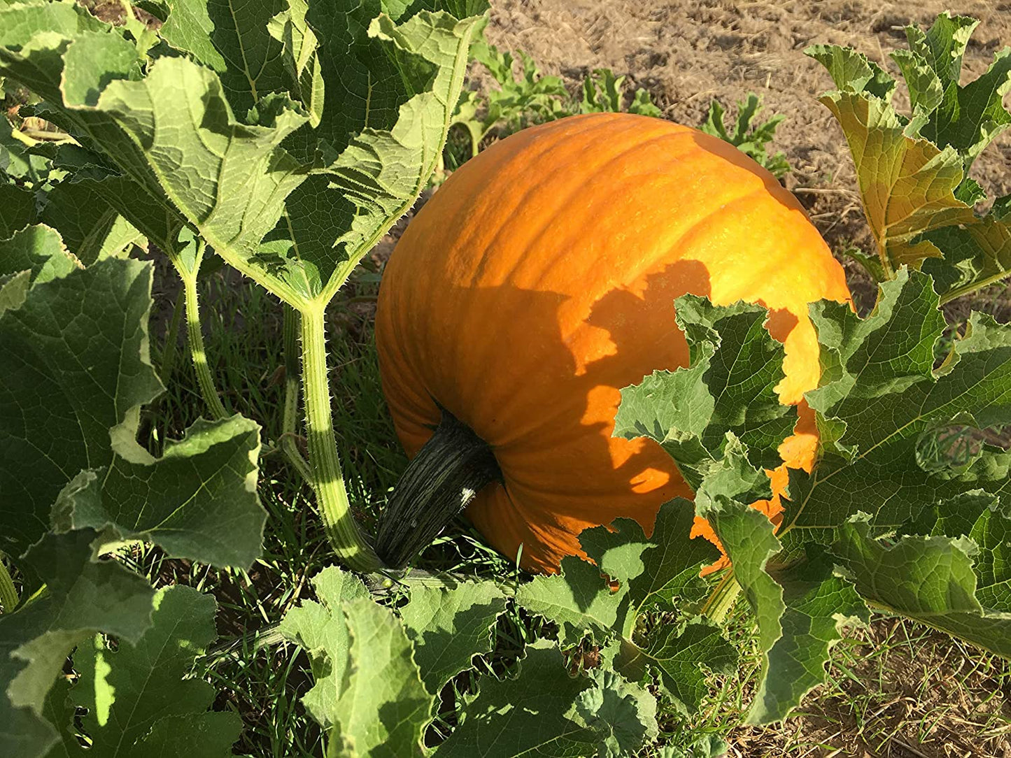 Howden's Pumpkin Seeds, 20 Heirloom Seeds Per Packet, Non GMO Seeds