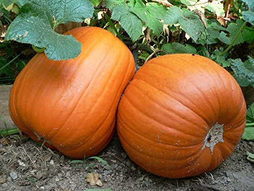 Howden's Pumpkin Seeds, 20 Heirloom Seeds Per Packet, Non GMO Seeds