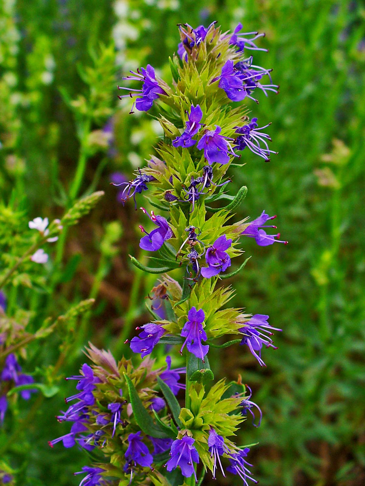 Hyssop Herb, 1500 Heirloom Seeds Per Packet, Non GMO Seeds