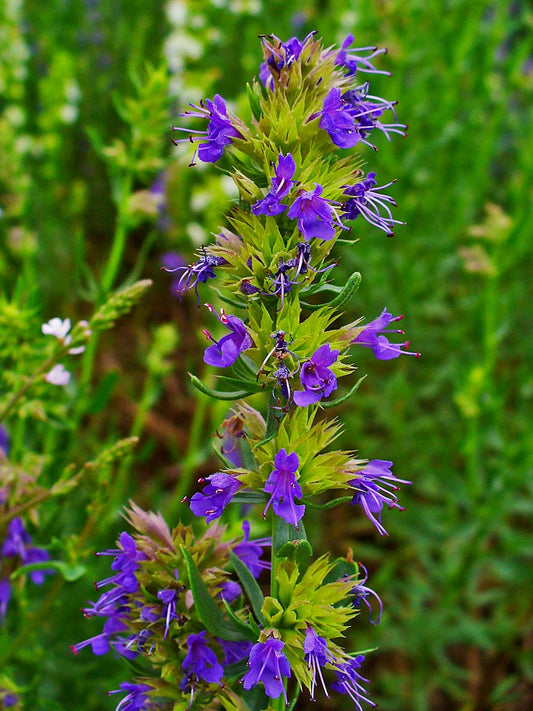 Hyssop Herb, 1500 Heirloom Seeds Per Packet, Non GMO Seeds
