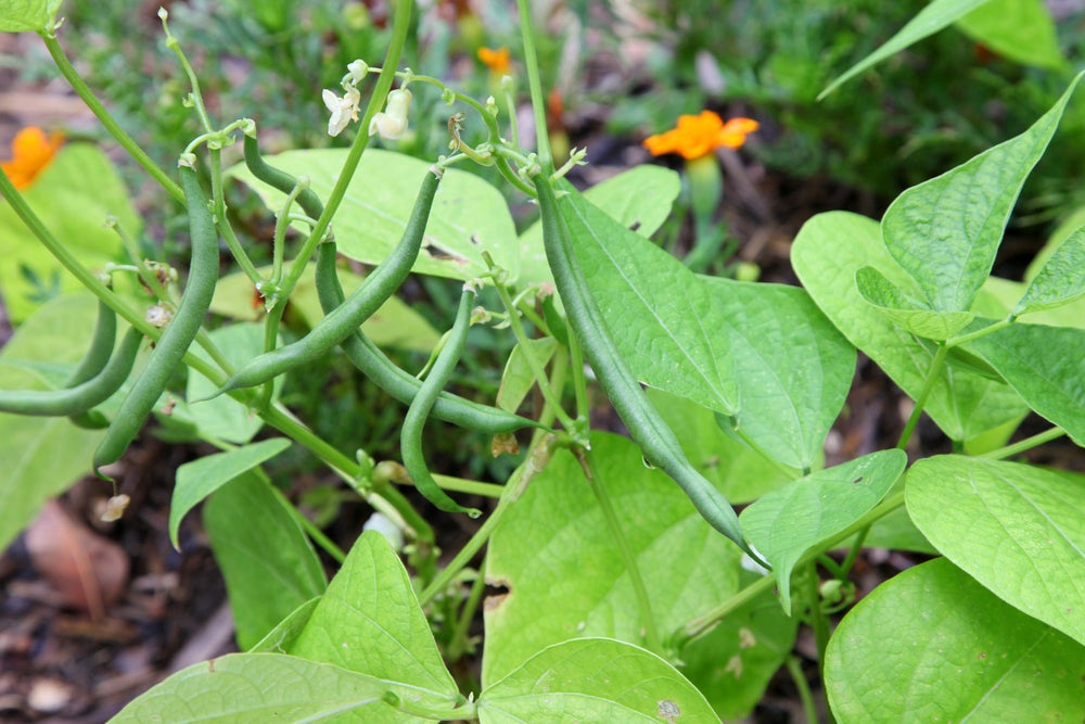 Jade Bush Bean, 50 Heirloom Seeds Per Packet, Non GMO Seeds
