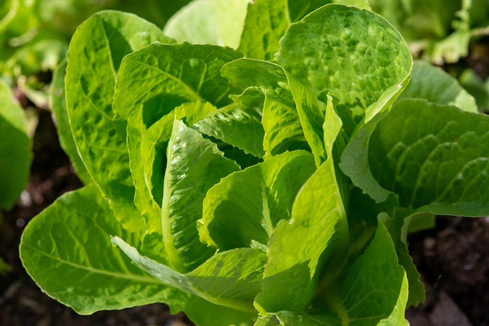 Jericho Romaine Lettuce, 1000 Heirloom Seeds Per Packet, Non GMO Seeds, Botanical Name: Lactuca sativa