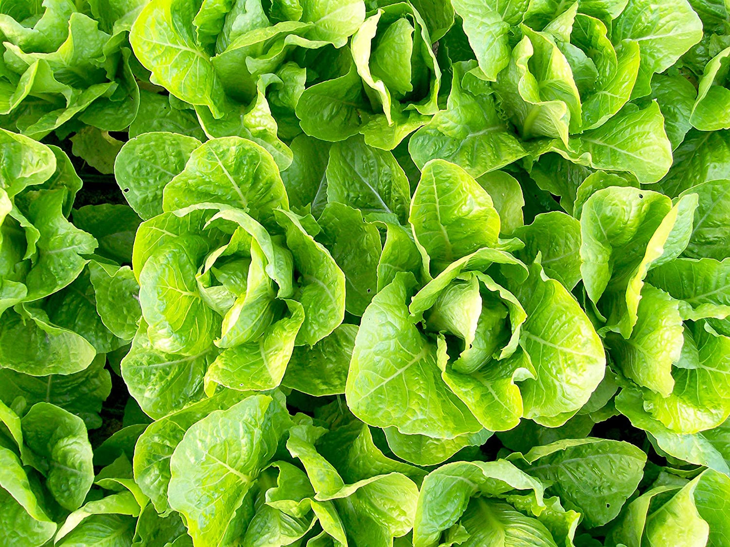 Jericho Romaine Lettuce, 1000 Heirloom Seeds Per Packet, Non GMO Seeds, Botanical Name: Lactuca sativa
