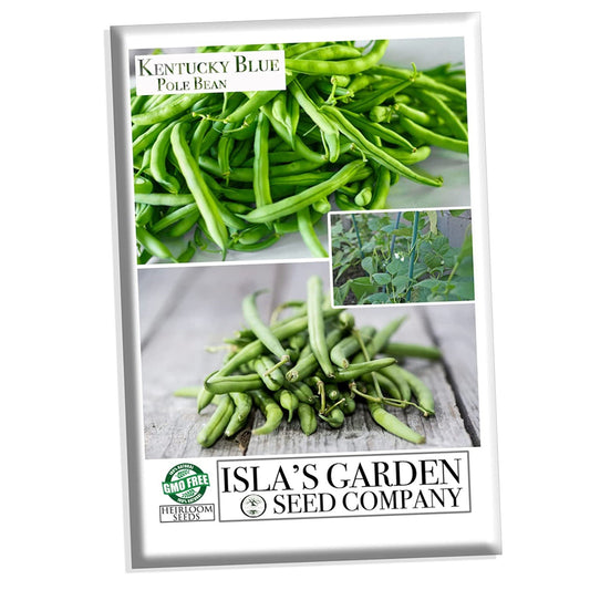 Kentucky Blue pole bean, 30 Heirloom Seeds Per Packet, Non GMO Seeds