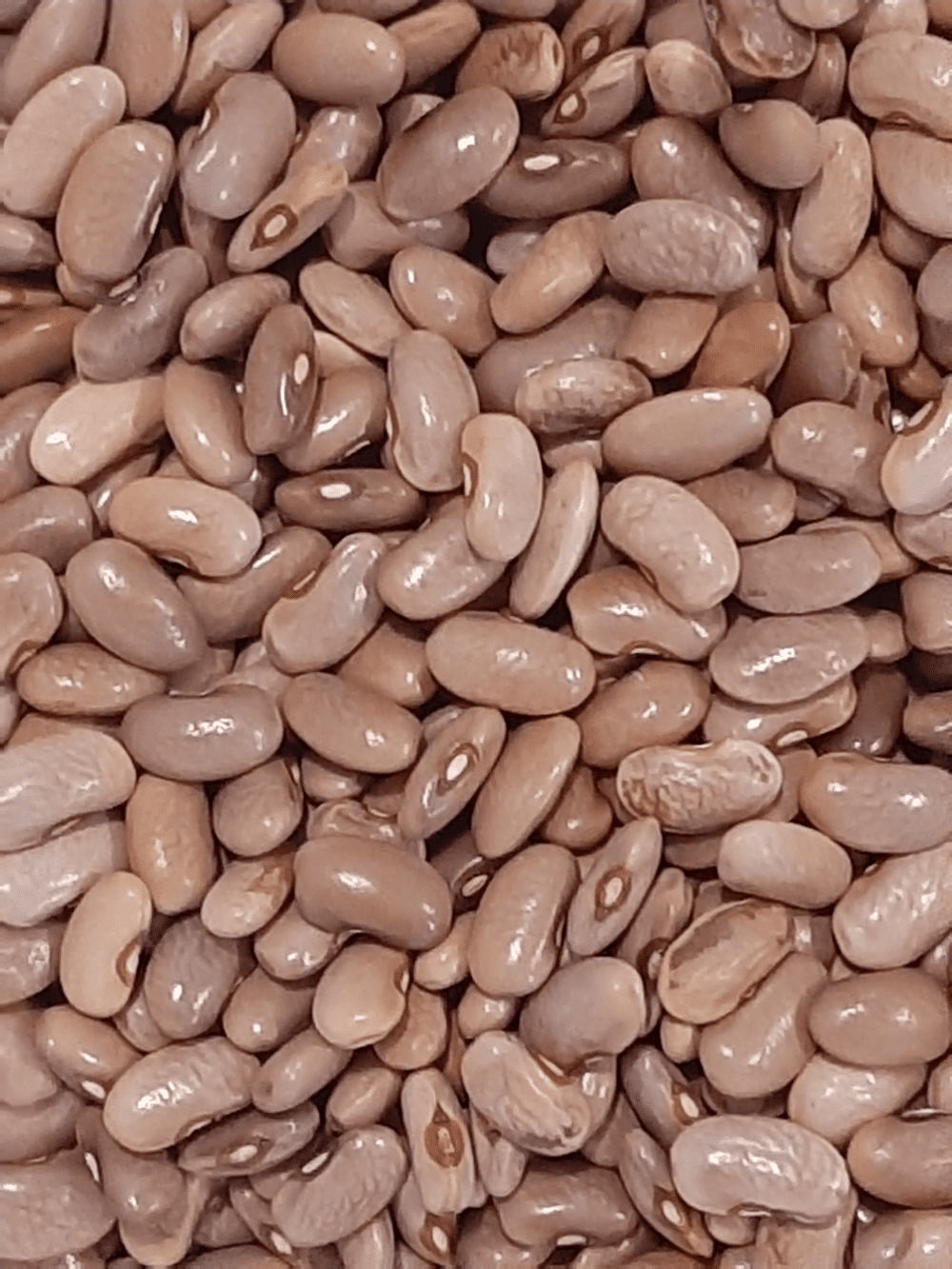 Kentucky Wonder Brown Pole Bean Seeds, 30 Heirloom Seeds Per Packet, Non GMO Seeds