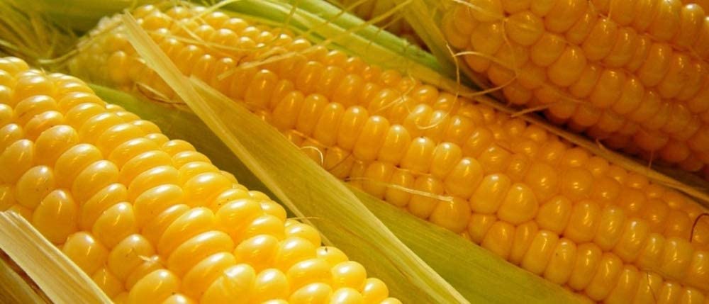 Kandy Corn Seeds, 25 Heirloom Seeds Per Packet, Non GMO Seeds, Botanical Name: Zea mays