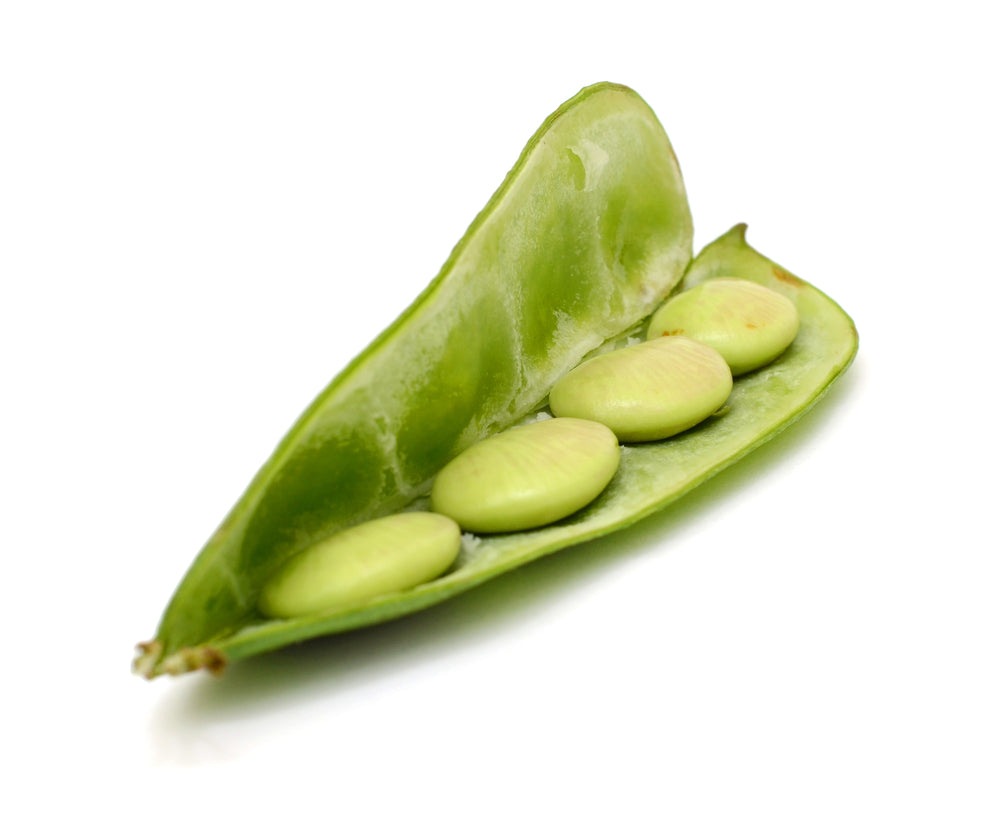 King of Garden Lima Pole Bean Seeds, 25 Heirloom Seeds Per Packet, Non GMO Seeds