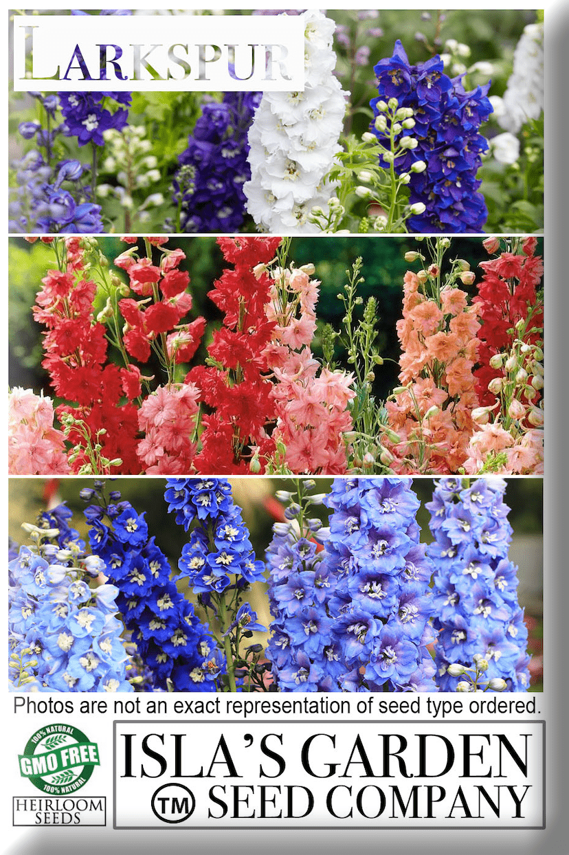 Larkspur Rocket Carmine Flower Seeds, 250 Seeds Per Packet, Scientific Name: Delphinium ajacis