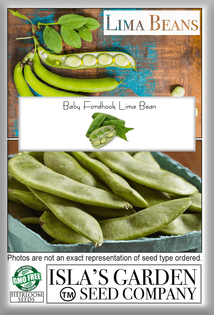 Baby Fordhook Lima Bean Seeds, 20 Heirloom Seeds Per Packet, Non GMO Seeds