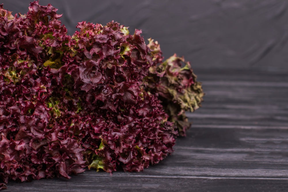 Lollo Rosso Lettuce, 500 Heirloom Seeds Per Packet, Non GMO Seeds
