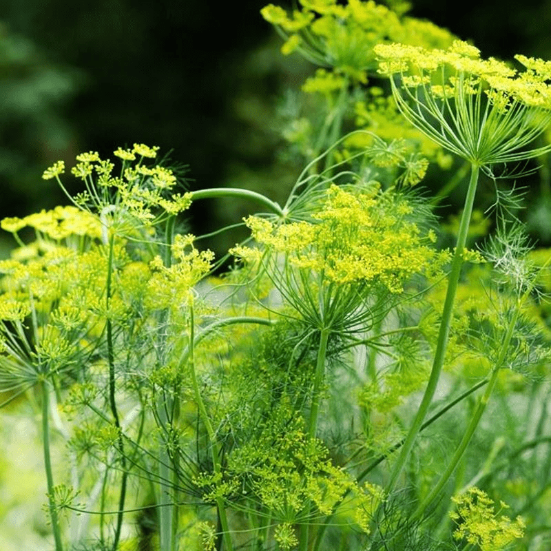 Mammoth Long Island Dill Herb, 1500 Heirloom Seeds Per Packet, Non GMO Seeds