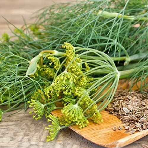 Mammoth Long Island Dill Herb, 1500 Heirloom Seeds Per Packet, Non