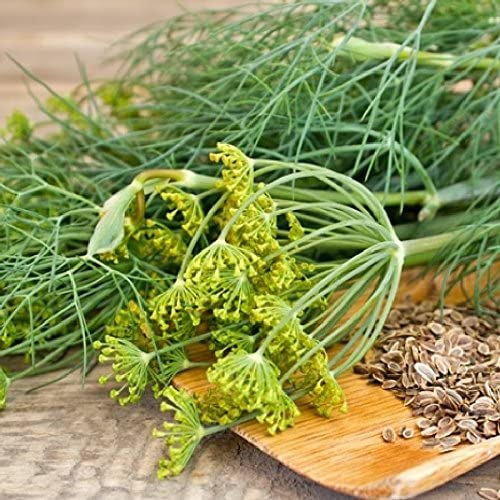 Mammoth Long Island Dill Herb, 1500 Heirloom Seeds Per Packet, Non GMO Seeds