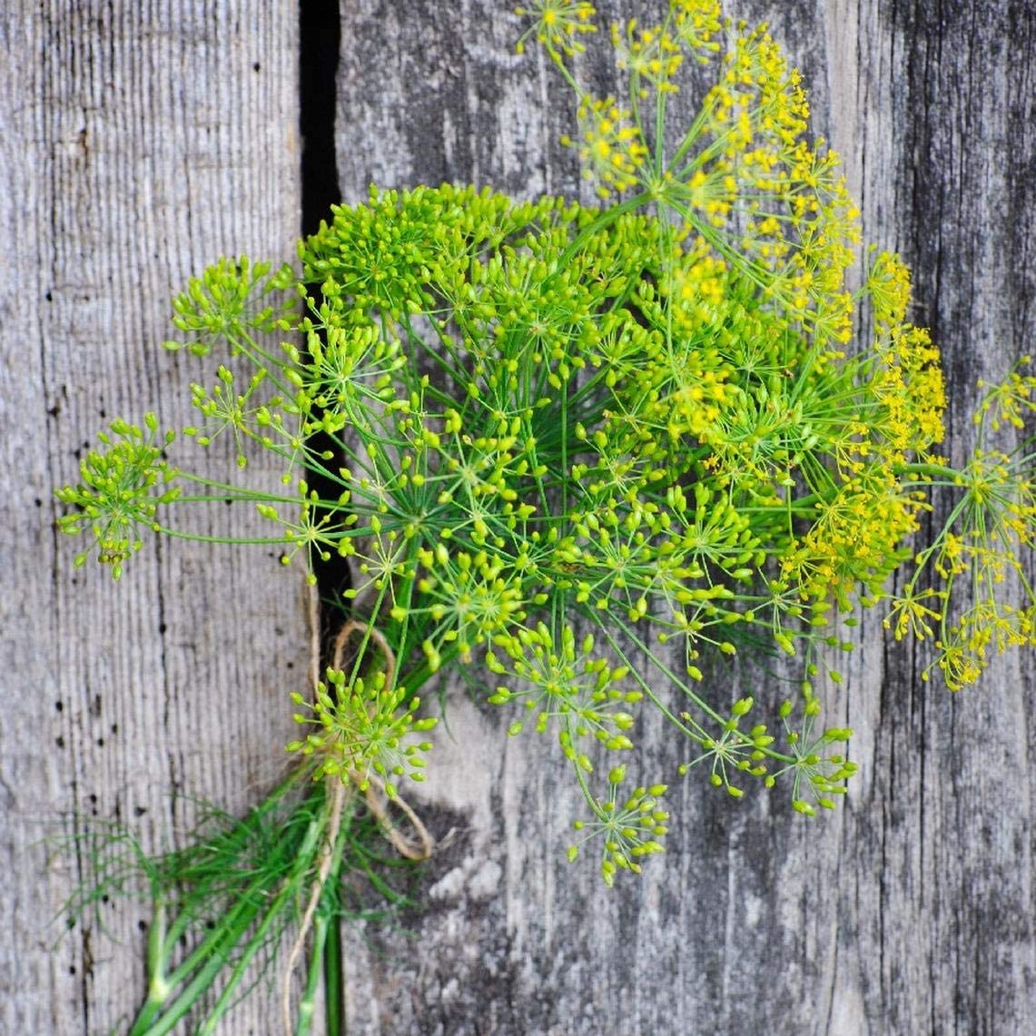 Mammoth Long Island Dill Herb, 1500 Heirloom Seeds Per Packet, Non GMO Seeds