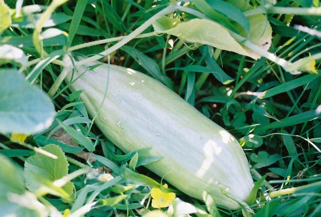 Banana Melon, 120 Heirloom Seeds Per Packet, Non GMO Seeds