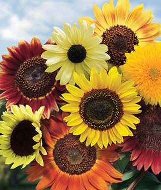 All Sorts Mix Sunflower Seeds, 25+ Seeds Per Packet