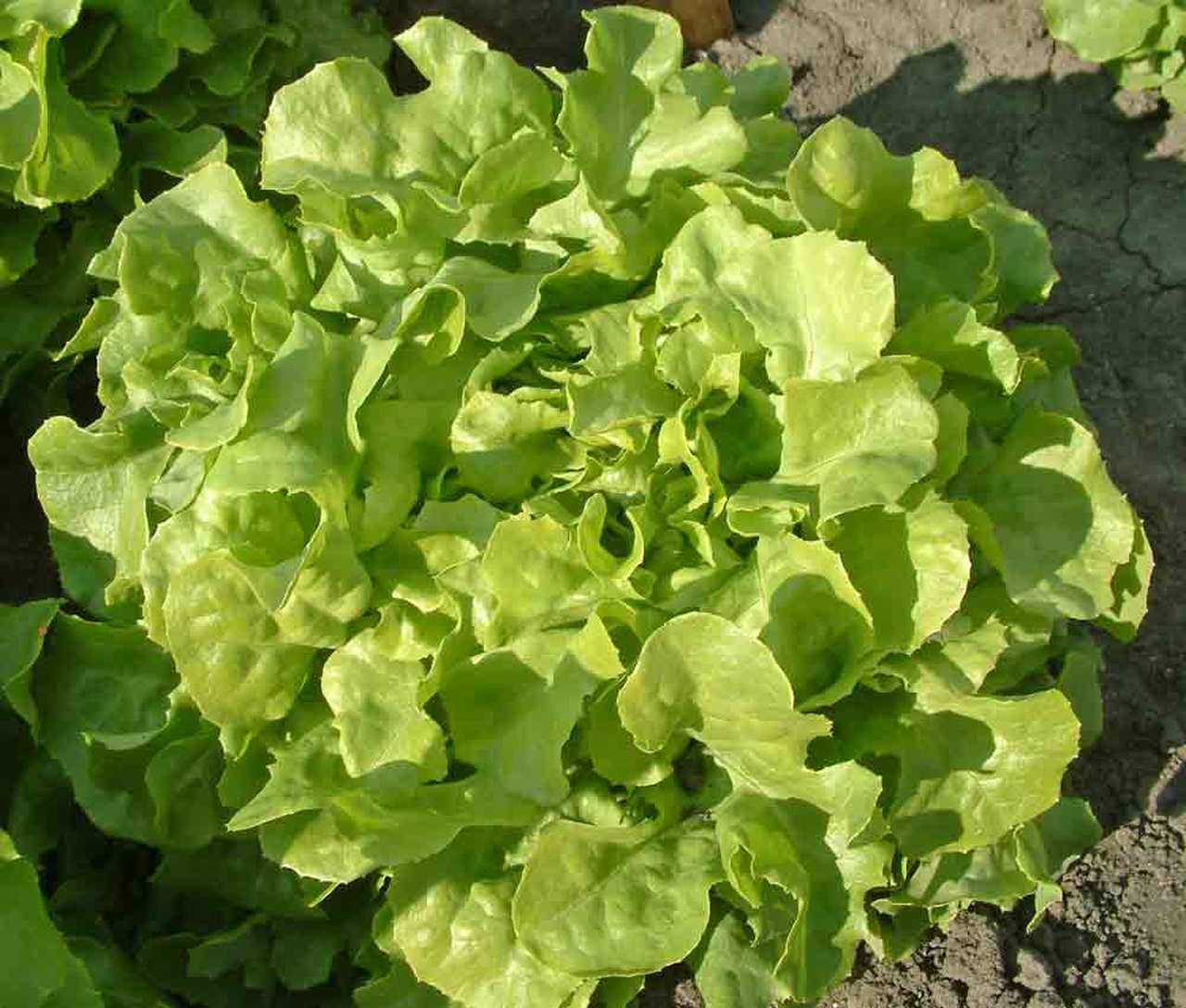 Oakleaf Lettuce Seeds, 1000 Heirloom Seeds Per Packet, Non GMO Seeds