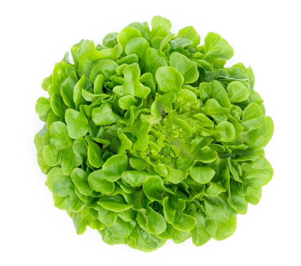 Oakleaf Lettuce Seeds, 1000 Heirloom Seeds Per Packet, Non GMO Seeds