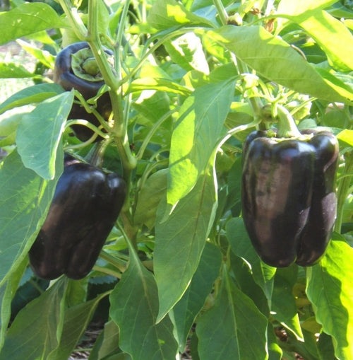 Purple Beauty Bell Peppers, 100 Heirloom Seeds Per Packet, Non GMO Seeds