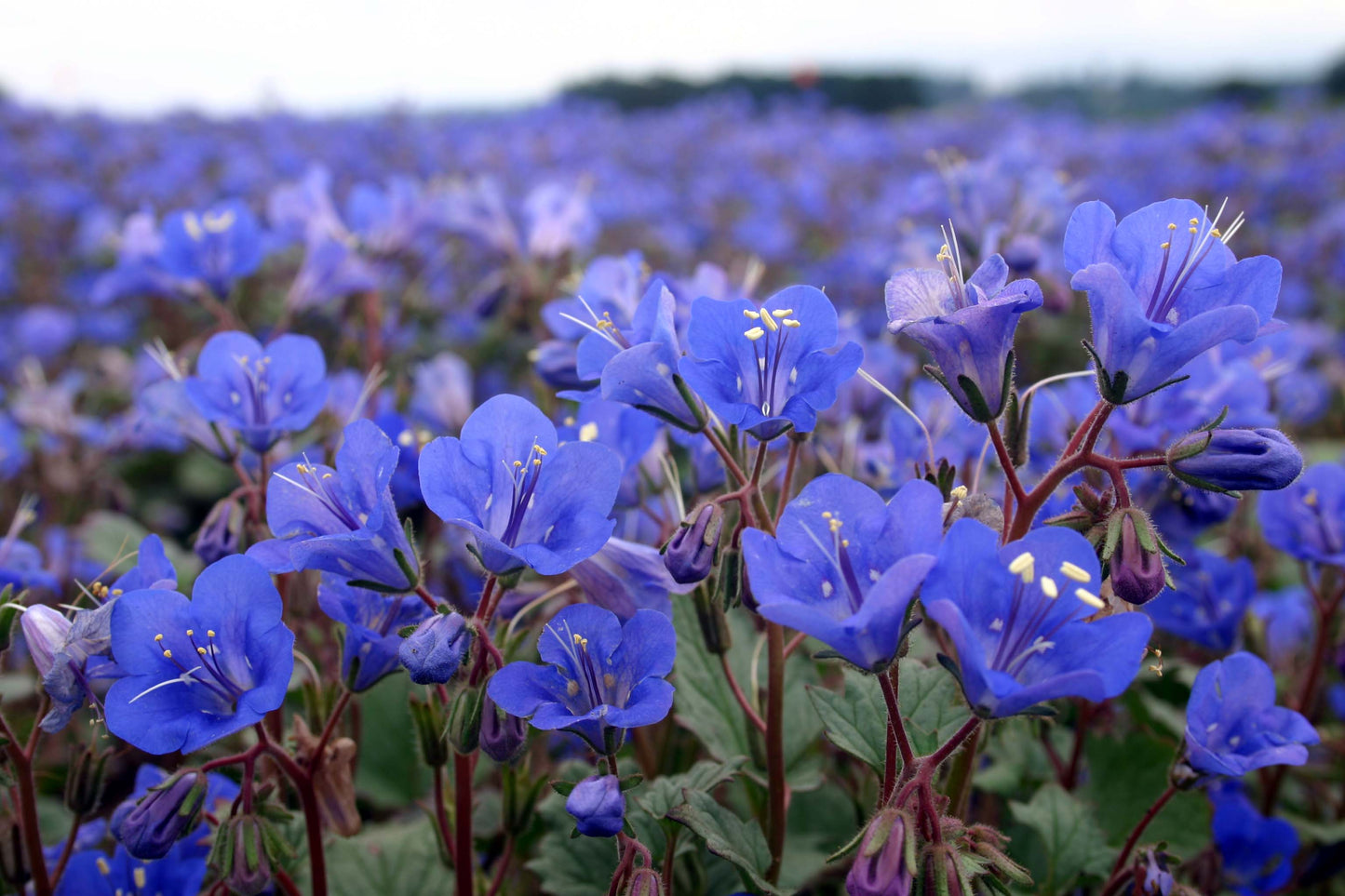 Phacelia Bluebell California, 1000 Flower Seeds Per Packet