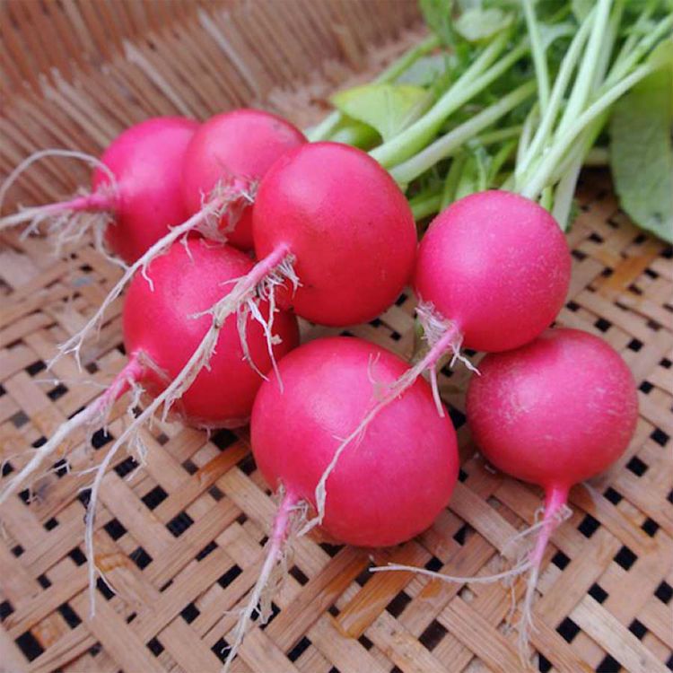 Pink Celebration Radish Seeds, 100 Heirloom Seeds Per Packet, Non GMO Seeds