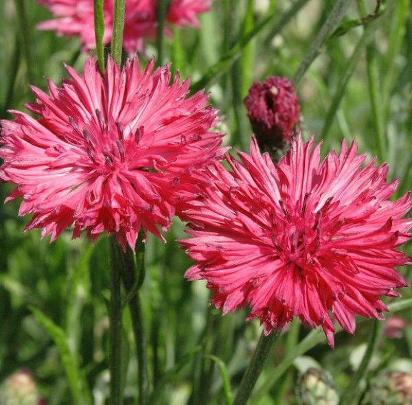 Bachelor Button "Pinkie", 200 Flower Seeds Per Packet