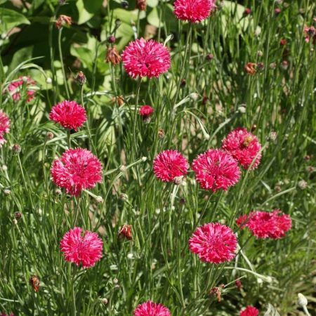 Bachelor Button "Pinkie", 200 Flower Seeds Per Packet