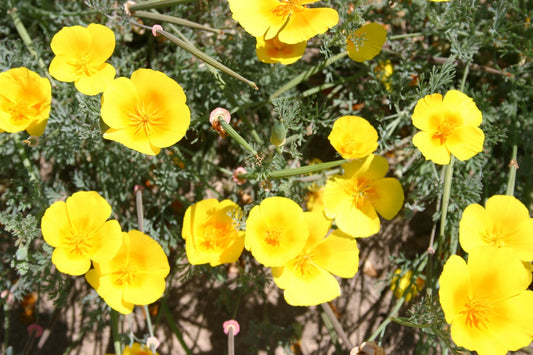 California Poppy Perennial, 2000 Flower Seeds Per Packet