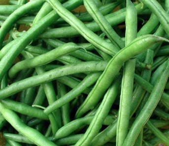 Provider Bush Bean Seeds, 30 Heirloom Seeds Per Packet, Non GMO Seeds