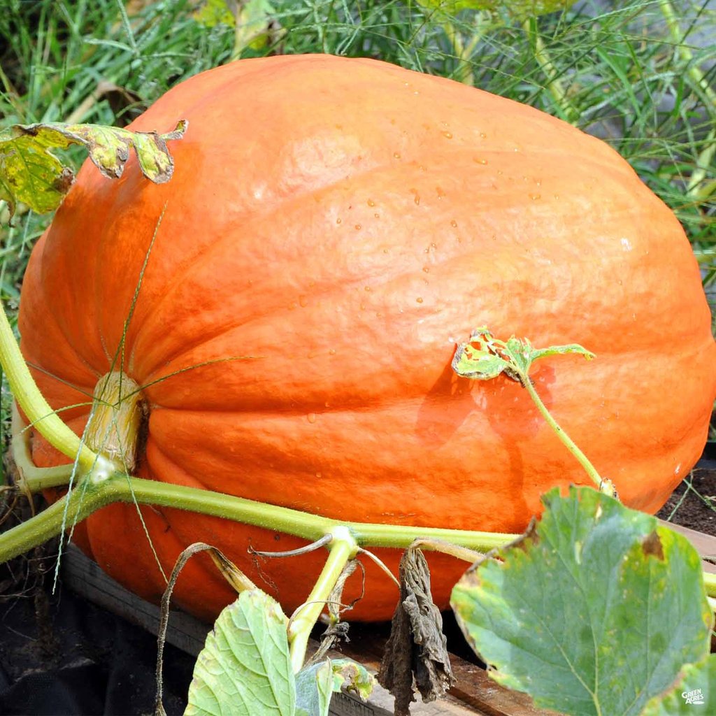 Big Max Pumpkin Seeds, 20 Heirloom Seeds Per Packet, Non GMO Seeds
