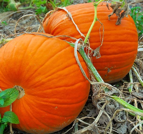 Connecticut Pumpkins, 50 Heirloom Seeds Per Packet, Non GMO Seeds