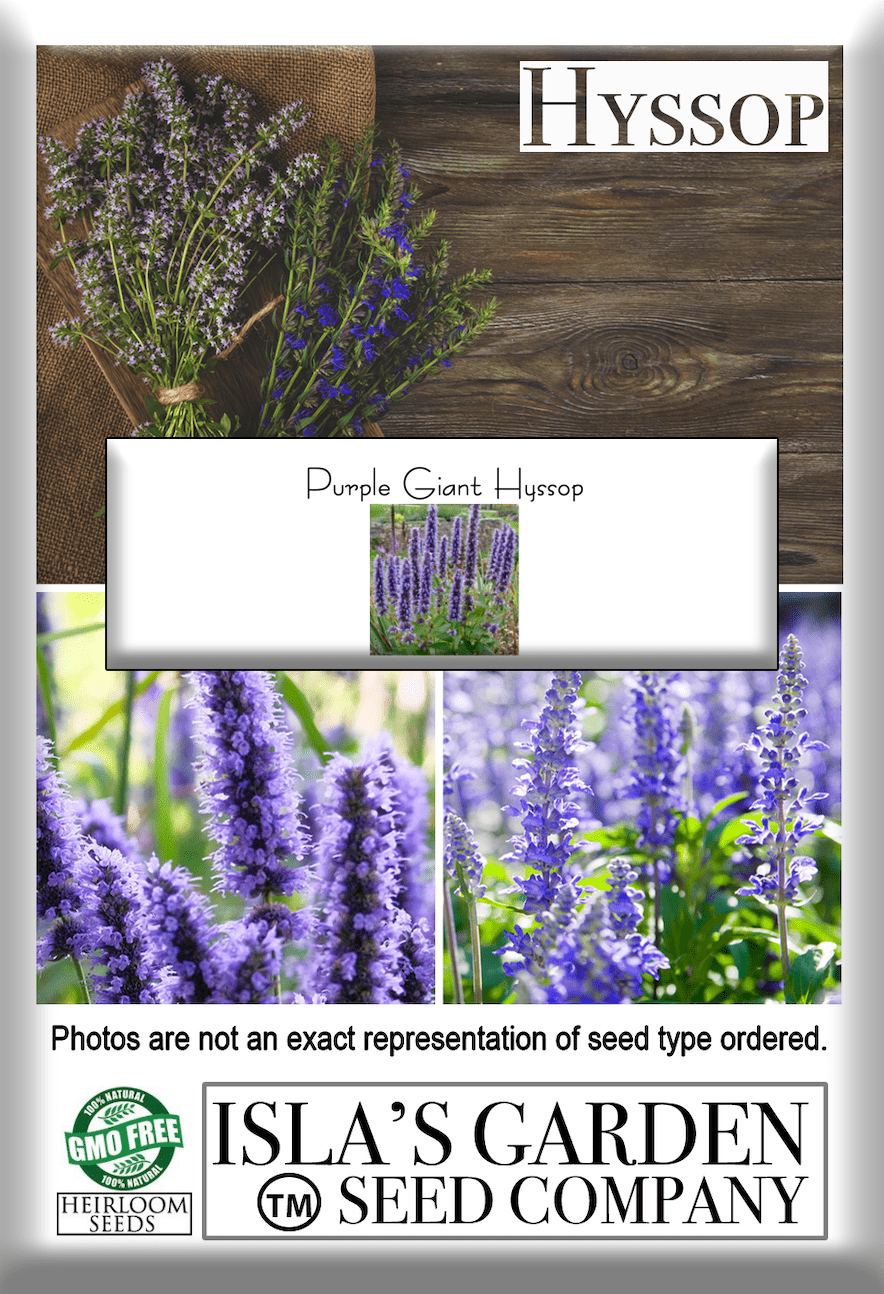 Purple Giant Hyssop