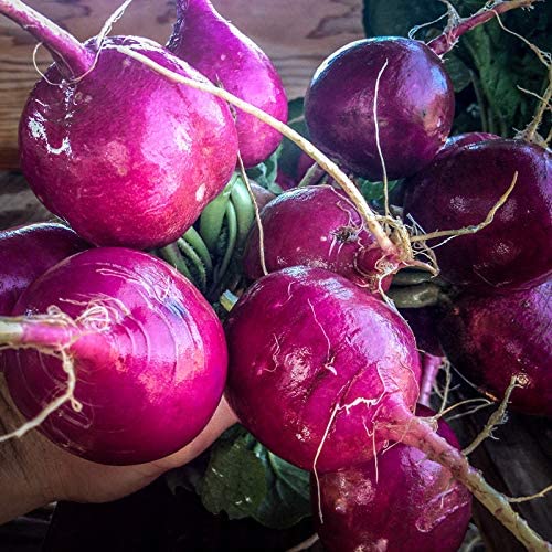 Purple Plum Radish, 150 Heirloom Seeds Per Packet, Non GMO Seeds